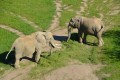 Elefanten im Opelzoo Quelle: Ekkehard Boldt