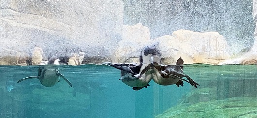 Freigehege für Pinguine