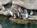 kleine Humboldt-Pinguin-Kolonie