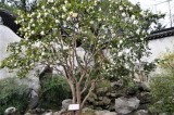 yu yuan garden motives  Bild:Ekkehard Boldt