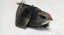 Mauersegler. Bildrechte: Mauerseglerhilfe Apus e.V.